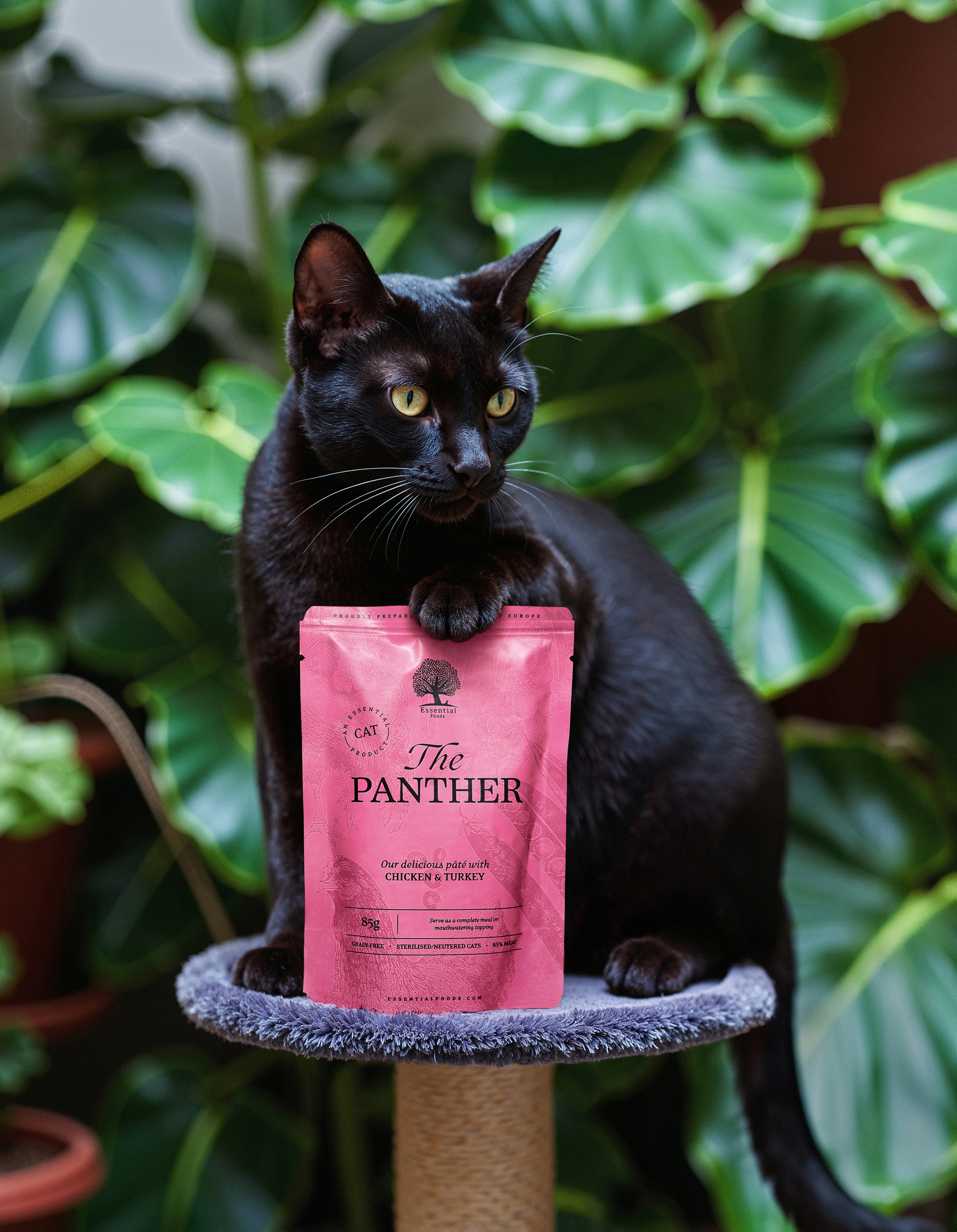 Conceptual image of The Panther product with a cat in a stylized environment.